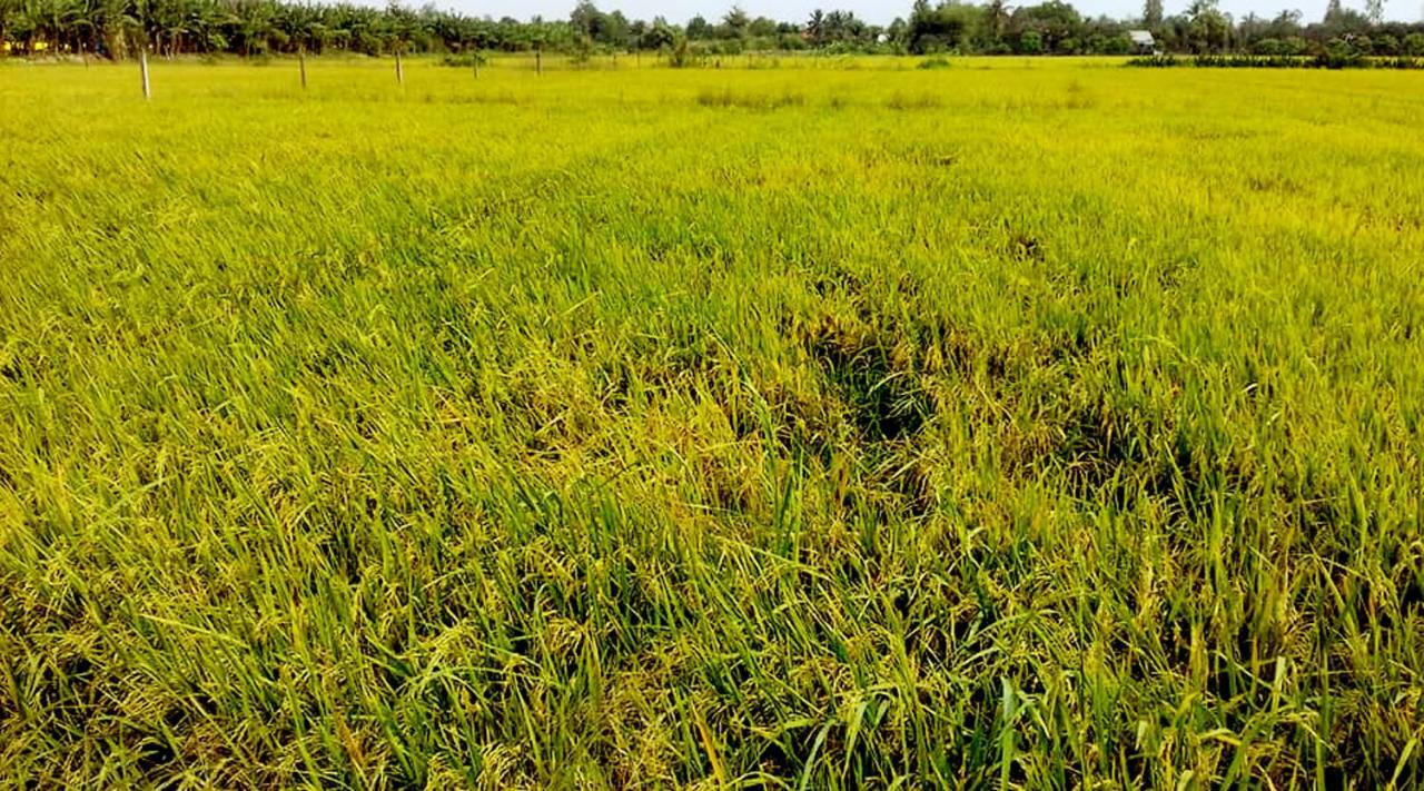 Bosa Homestay - Mekong Riverside 芹苴 外观 照片